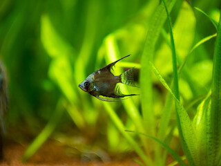 amazon blue Angelfish (Pterophyllum scalare) swimming in tank fish with blurred background