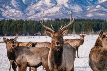 Herd of Elks Cervus elaphus sibiricus Grazing in Winter with Mountains at Background