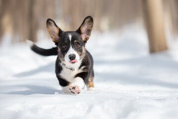 Playfull welsh corgi cardigan puppy on snow sun 