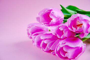 A bouquet of pink tulips is on a pink background