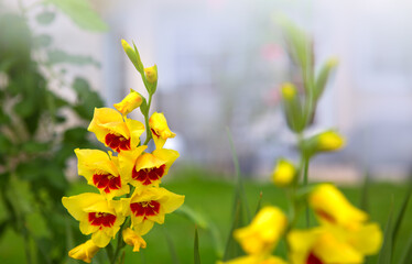 Beautiful red and yellow gladiolus flower in the garden