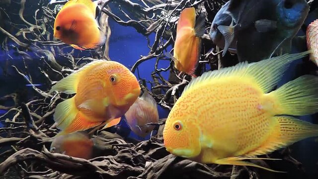 Yellow and orange Parrotfish in aquarium