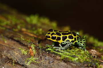 Ranitomeya variabilis from the Cainarachi Valley in high jungle Peru. 