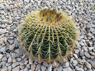 Echinopsis (Latin - echinopsis) - perennial, slow-growing cactus
