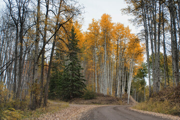 Roads to the Autumn Aspen