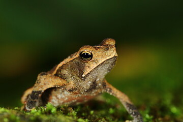 Bufo typhonius the skin on the dorsum is roughened, with or without scattered tubercles or the neural spines of the vertebrae protruding through the skin on the back; the skin on the venter is granula
