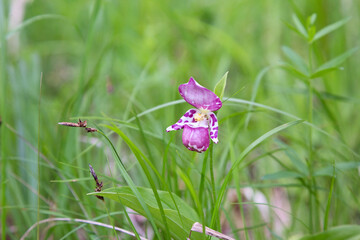 Pink flower lady's slipper spotted among green grass