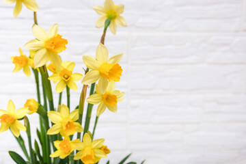 First spring yellow blooming flowers narcissus against white background close up with copy space