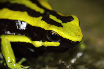 Ameerega trivittata deforestation is a threat to this species. It is sometimes found in the international pet trade but at levels that do not currently constitute a major threat.