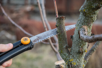 Gardening in spring, pruning fruit trees with a garden hacksaw.