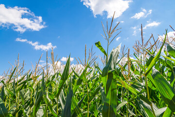 Stalks of corn reach for the blue sky in a farmers field. 