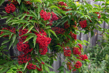 Many berries of bright red elderberry - obrazy, fototapety, plakaty