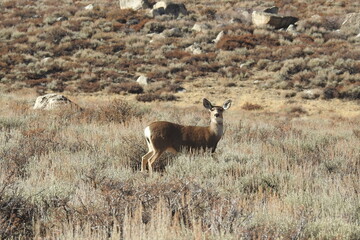 Naklejka na ściany i meble Mule deer roaming the sagebrush meadows in the Eastern Sierra Nevada Mountains, Mono County, California.