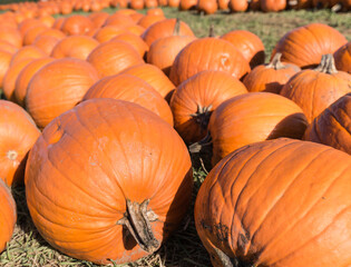 Pumpkins at a farmers market.