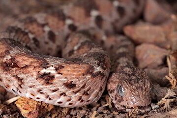 close up of a viper