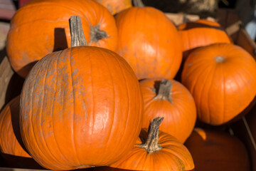 A dirt covered pumpkin with others that are out of focus in the background at a farmers market.