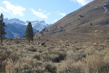 The beautiful scenery of the Humboldt-Toiyabe National Forest, Mono County, California.
