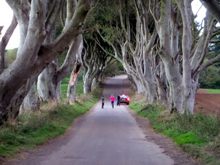 Obraz premium Auto mit holländischem Nummernschild und Leute in einer Allee voller großer knorriger hochgewachsener Bäume. Baumallee mit Personen und Fahrzeug in der Mitte . Ländlich Straßenverkehr concept image .