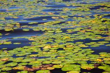 Many water lilies on the surface of the lake on a summer day