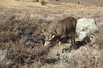 Mule deer buck roaming the sagebrush meadows in the Eastern Sierra Nevada Mountains, Mono County, California.