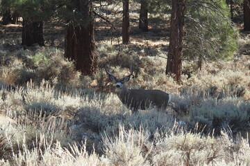 Mule deer buck roaming the forest, in the Sierra Nevada Mountains, Mono County, California.