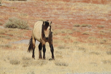 Wild horse roaming the Sierra Nevada Foothills, in Mono County, California.