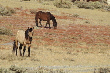 Wild horses roaming the Sierra Nevada Foothills, in Mono County, California.