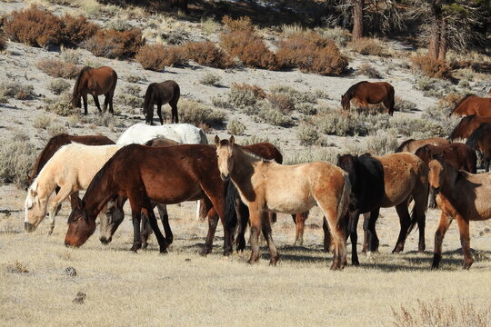 Wild horses roaming the Sierra Nevada Foothills, in Mono County, California.