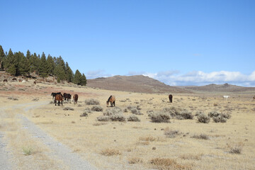Fototapeta na wymiar Wild horses roaming the Sierra Nevada Foothills, in Mono County, California.