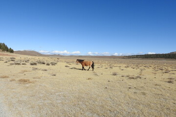 Wild horse roaming the Sierra Nevada Foothills, in Mono County, California.