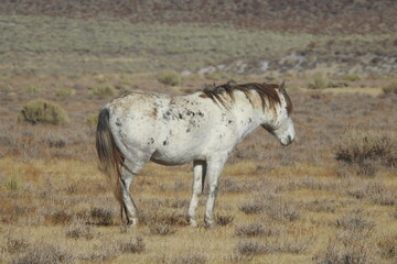 Naklejka na ściany i meble Wild horse roaming the Sierra Nevada Foothills, in Mono County, California.