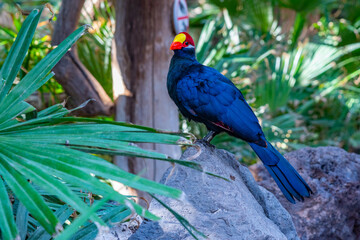 Lady Ross's turaco in jungle park at Tenerife, Canary Islands, Spain