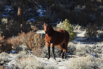 Wild horse roaming the Sierra Nevada Foothills, in Mono County, California.