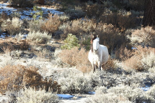 Wild horse roaming the Sierra Nevada Foothills, in Mono County, California.