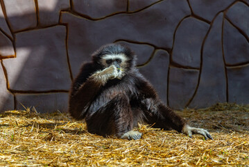 white-handed gibbon in jungle park at Tenerife, Canary Islands, Spain