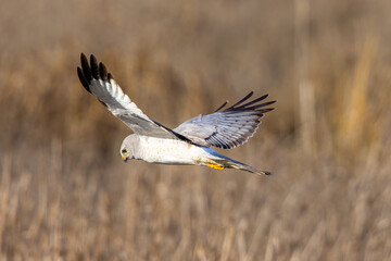 Extremely close view of a male  hen harrier (Northern harrier)  flying in beautiful light, seen in the wild in North California