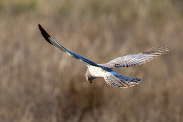 Extremely close view of a male  hen harrier (Northern harrier)  flying in beautiful light, seen in the wild in North California
