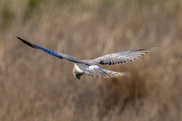 Extremely close view of a male  hen harrier (Northern harrier)  flying in beautiful light, seen in the wild in North California
