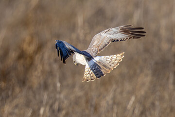 Extremely close view of a male  hen harrier (Northern harrier)  flying in beautiful light, seen in the wild in North California