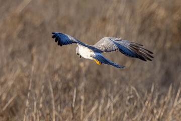 Extremely close view of a male  hen harrier (Northern harrier)  flying in beautiful light, seen in the wild in North California