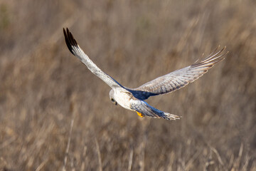 Extremely close view of a male  hen harrier (Northern harrier)  flying in beautiful light, seen in the wild in North California