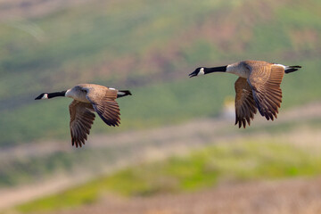 A couple of Canada geese flying together, seen in the wild near the San Francisco Bay