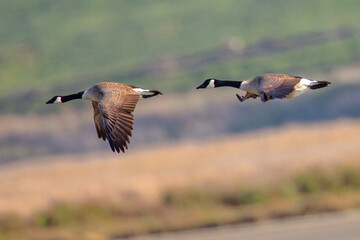 A couple of Canada geese flying together, seen in the wild near the San Francisco Bay