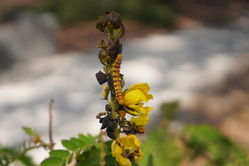 Beautiful photo of a caterpillar on a flower. 