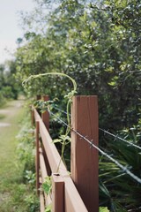 Very detailed photo of a vine growing on a fence post. 