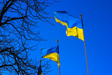 A large yellow-blue flags of Ukraine flutters isolated on blue sky background in sunny day. Flags in a row. The symbol of an independent European country. Constitution Day of Ukraine, Kyiv.