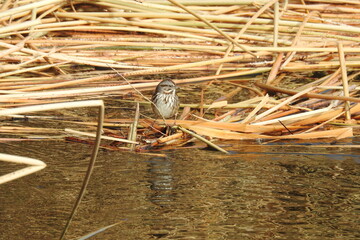 A song sparrow perched on the broken reeds that are floating in the Owens River, in Inyo County, California.
