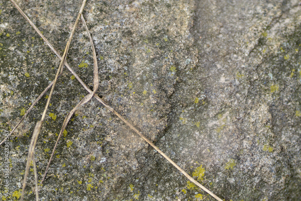 Wall mural moss on stone