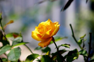 Obraz premium single yellow rose