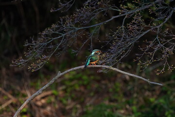 kingfisher on branch